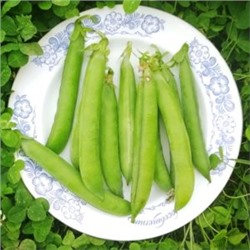 Горох Английский Выставочный — Exhibition English Peas (10 семян)