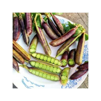Императорский Чёрный Сахарный Снеп Горох — Imperial Black Sugar Snap Peas (10 семян)