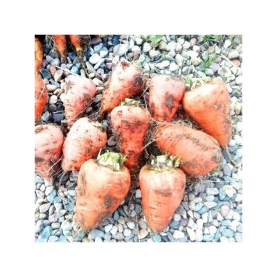 Гэрандская Древняя Крупная Полудлинная РАННЯЯ Морковь — Early Guerande Carrot (70 семян)