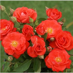 Роза Оранж Сенсейшн 1шт (флор)