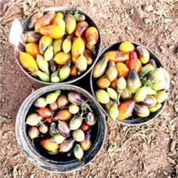 Помидоры Индиго Кумкват — Indigo Kumquat Tomato (10 семян)