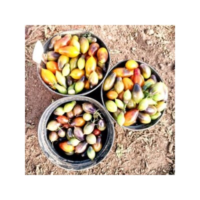 Помидоры Индиго Кумкват — Indigo Kumquat Tomato (10 семян)