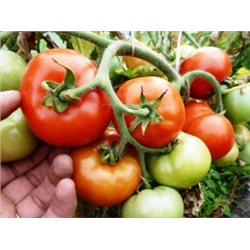 Помидоры Bush Beefsteak (10 семян)