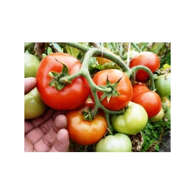 Помидоры Bush Beefsteak (10 семян)