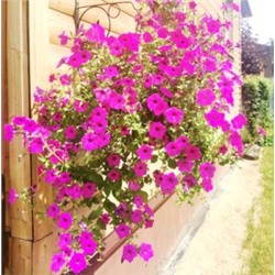 Петуния Фиалковая Дикая — Wild Violet Petunia (100 семян)