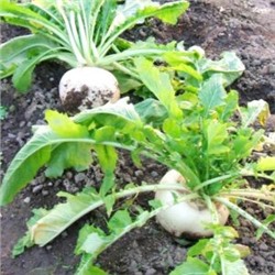 Сёгоин Дайкон — Shogoin Daikon — 聖護院大根 (50 семян)