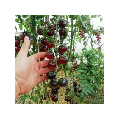 Помидоры Purple Dragon — Фиолетовый Дракон (10 семян)