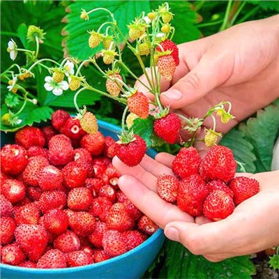 Александрина (безусая), 6 шт.