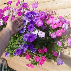 Викторианская Полуампельная Петуния Смесь Окрасок — Petunia English Victorian (100 семян)