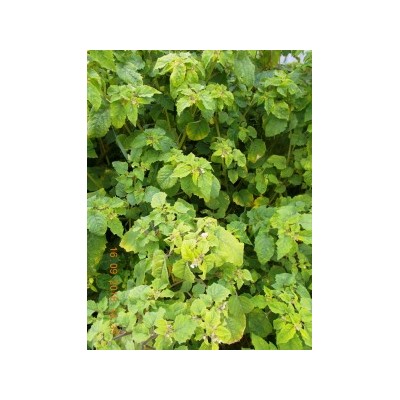 Физалис Ягодный Падающие Вишни Тёти Молли — Aunt Molly’s Ground Cherry (20 семян)