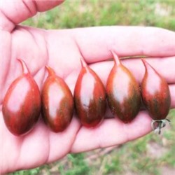 Помидоры Тигровая Зебра — Tiger zebra Tomato (10 семян)