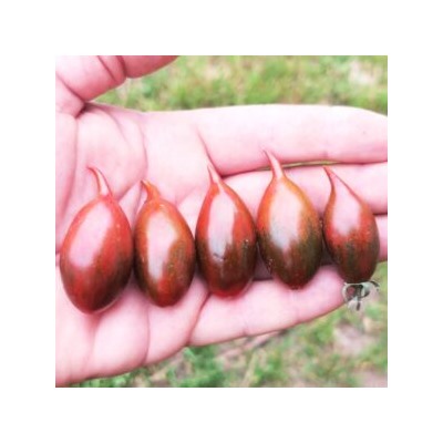 Помидоры Тигровая Зебра — Tiger zebra Tomato (10 семян)