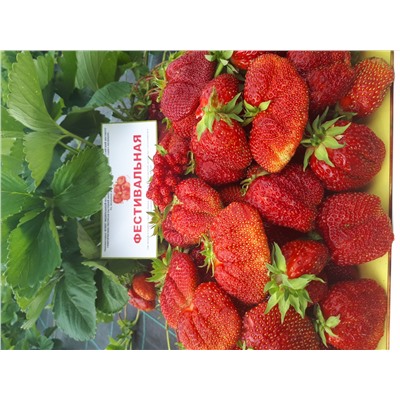 Фестивальная, 6 шт.