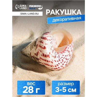 Ракушка декоративная полированная, 3-5 см
