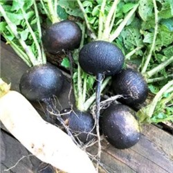 Редька Деревенская Чёрная Отборная (100 семян)