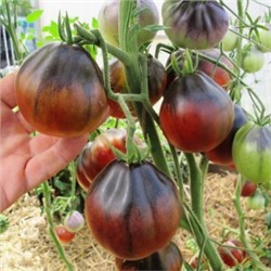 Помидоры Синяя Груша — Blue Pear (10 семян)