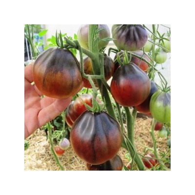 Помидоры Синяя Груша — Blue Pear (10 семян)