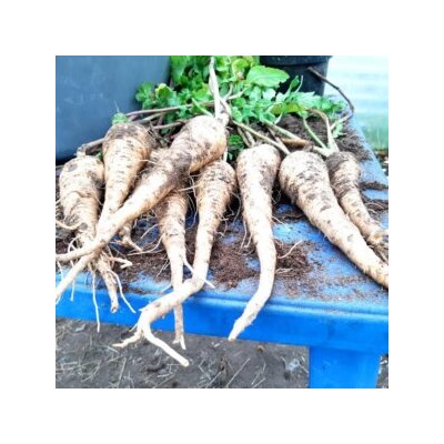 Пастернак Свободная Корона — Parsnip Hollow Crown (80 семян)