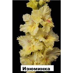 Гладиолус Изюминка