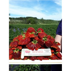 Купчиха (земклуника), 6 шт.