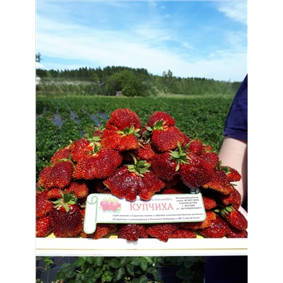 Купчиха (земклуника), 6 шт.