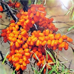 Облепиха Елизавета (Код: 81943)
