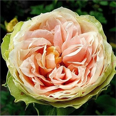 Роза Гравитация 1шт (ч/г) св-салат с персик-оранж серединкой