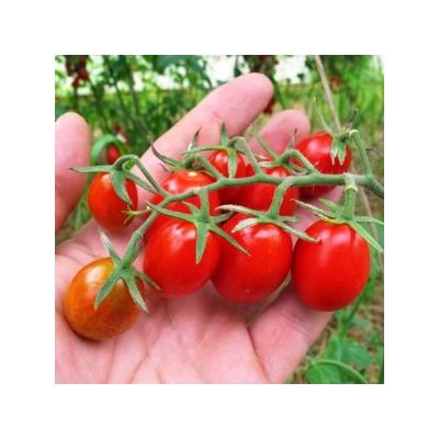 Помидоры Цыганёнок — Baby Roma Tomatoes (10 семян)