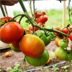 Помидоры Матушка Царица — Mother Queen Tomato (10 семян)
