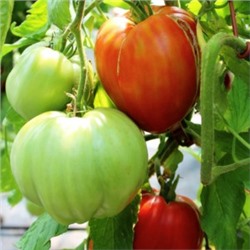 Помидоры Гигант Provenzano (10 семян)
