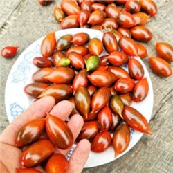 Помидоры Тигровая Зебра — Tiger zebra Tomato (10 семян)