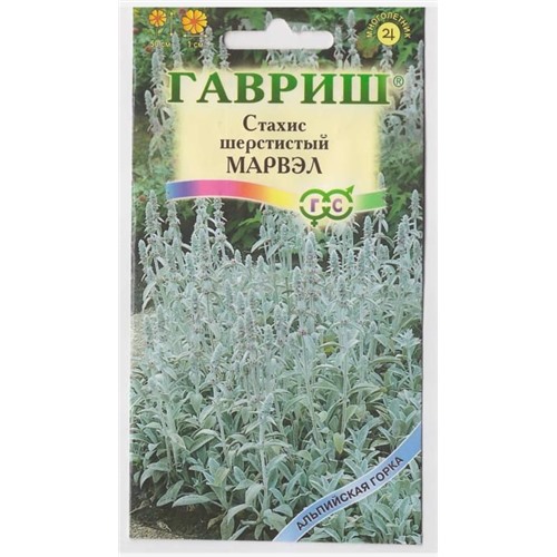 Стахис шерстистый Марвэл