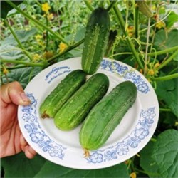 Огурцы — Бостонский Пикуль (10 семян)