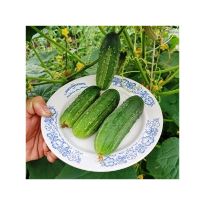 Огурцы — Бостонский Пикуль (10 семян)