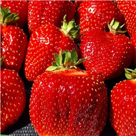 Рассада клубники из питомника. Доставка 0%