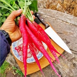 Редис Восторг из Италии — Delizia dal Italia (150 семян)