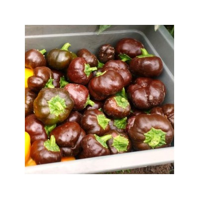 Перец Сладкий Mini Bell Сhocolate — Мини Белл Шоколадный (10 семян)