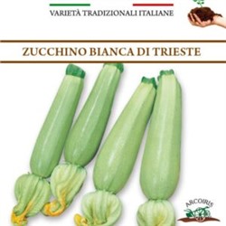 Цукино Белый из Триеста — Bianca di Trieste Zucchino (5 семян)