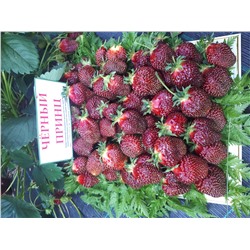 Черный принц, 6 шт.