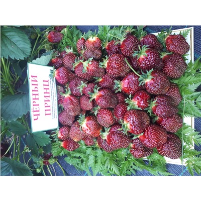 Черный принц, 6 шт.