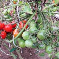 Помидоры Финский Карлик — Tomato Finnish Dwarf (Suomen kääpiö) (10 семян)