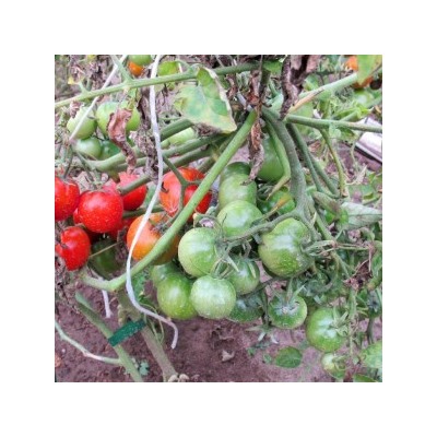 Помидоры Финский Карлик — Tomato Finnish Dwarf (Suomen kääpiö) (10 семян)
