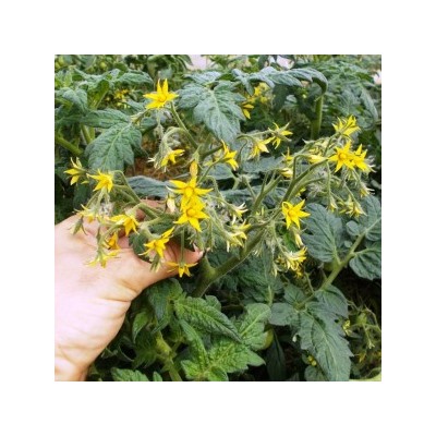 Помидоры Маленький Поцелуй Герани — Little Geraniums Kiss Tomato (10 семян)