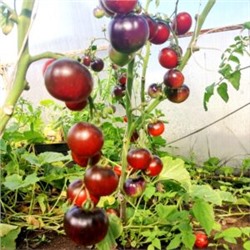 Помидоры Черная Бабочка — Black Butterfly Tomato (10 семян)