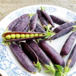 Карликовый Горошек Желанный Синий Стручок — Desire Dwarf Blauwschokkers (15 семян)