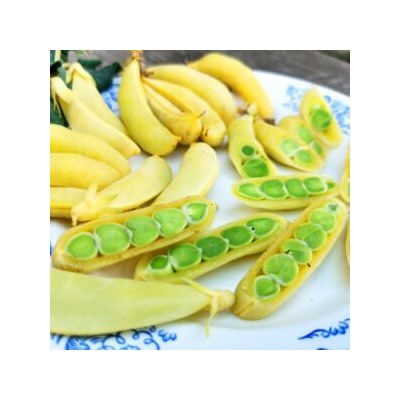 Золотой Императорский Сахарный Снеп Горох — Imperial Golden Sugar Snap Peas (10 семян)