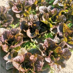 Ирландский Салат Маленький Леприкон — Little Leprechaun Lettuce (50 семян)