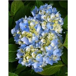 Гортензия крупнолистная Саманта 1 шт (горшок)