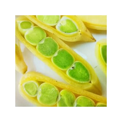Золотой Императорский Сахарный Снеп Горох — Imperial Golden Sugar Snap Peas (10 семян)
