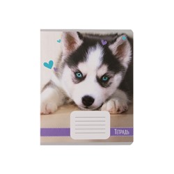 Комплект тетрадей из 10 штук, 18 листов в линию Calligrata "Домашние животные", обложка мелованный картон, ВД-лак, блок офсет, 5 видов по 2 штуки